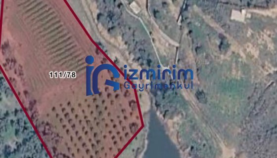 KEMALPAŞA AŞAĞIKIZILCA'DA SATILIK ZEYTİNLİK